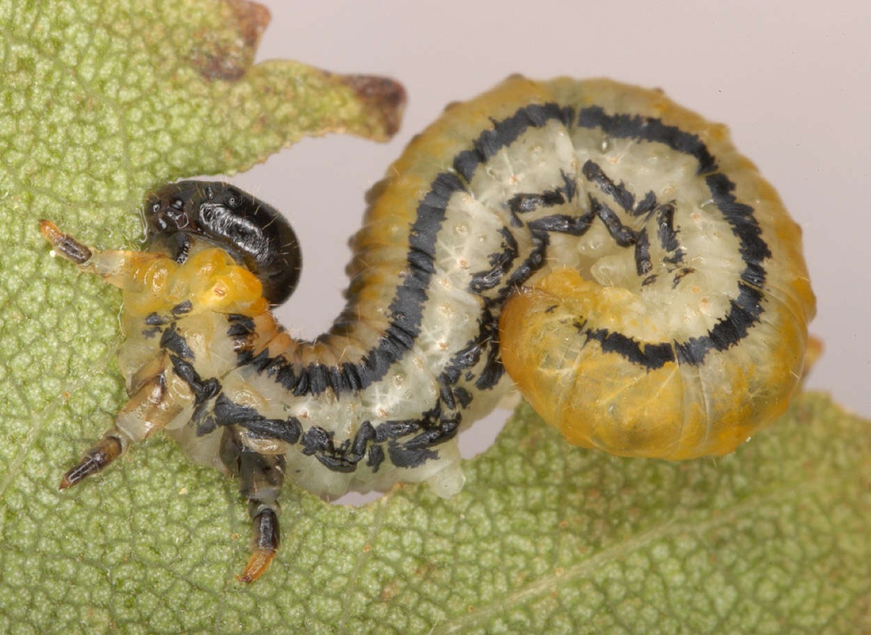 Image of Striped Alder Sawfly