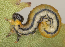 Image of Striped Alder Sawfly