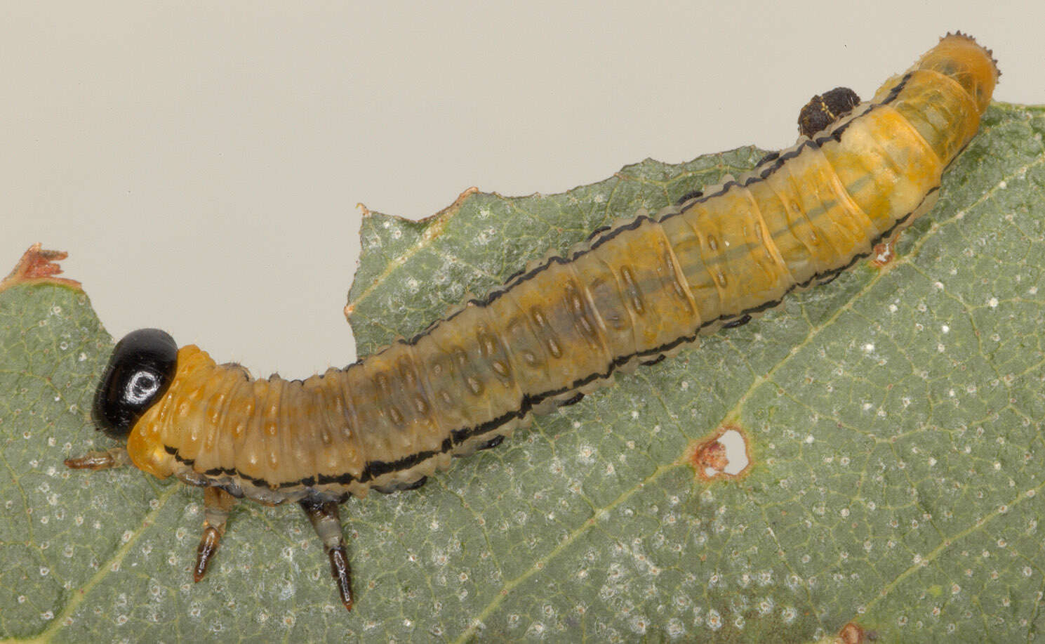 Image of Striped Alder Sawfly