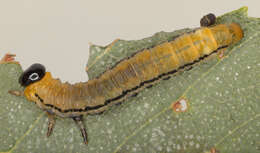 Image of Striped Alder Sawfly