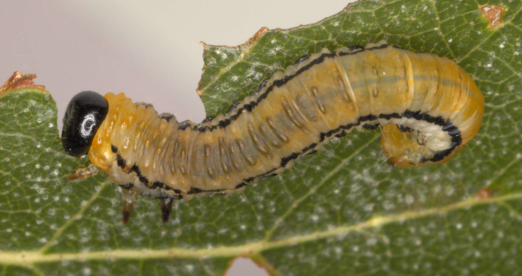 Image of Striped Alder Sawfly