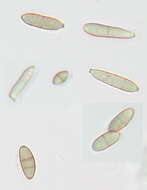 Image of Cladosporium macrocarpum Preuss 1848