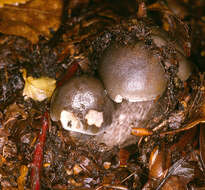 Image of soap tricholoma