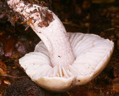 Image of soap tricholoma