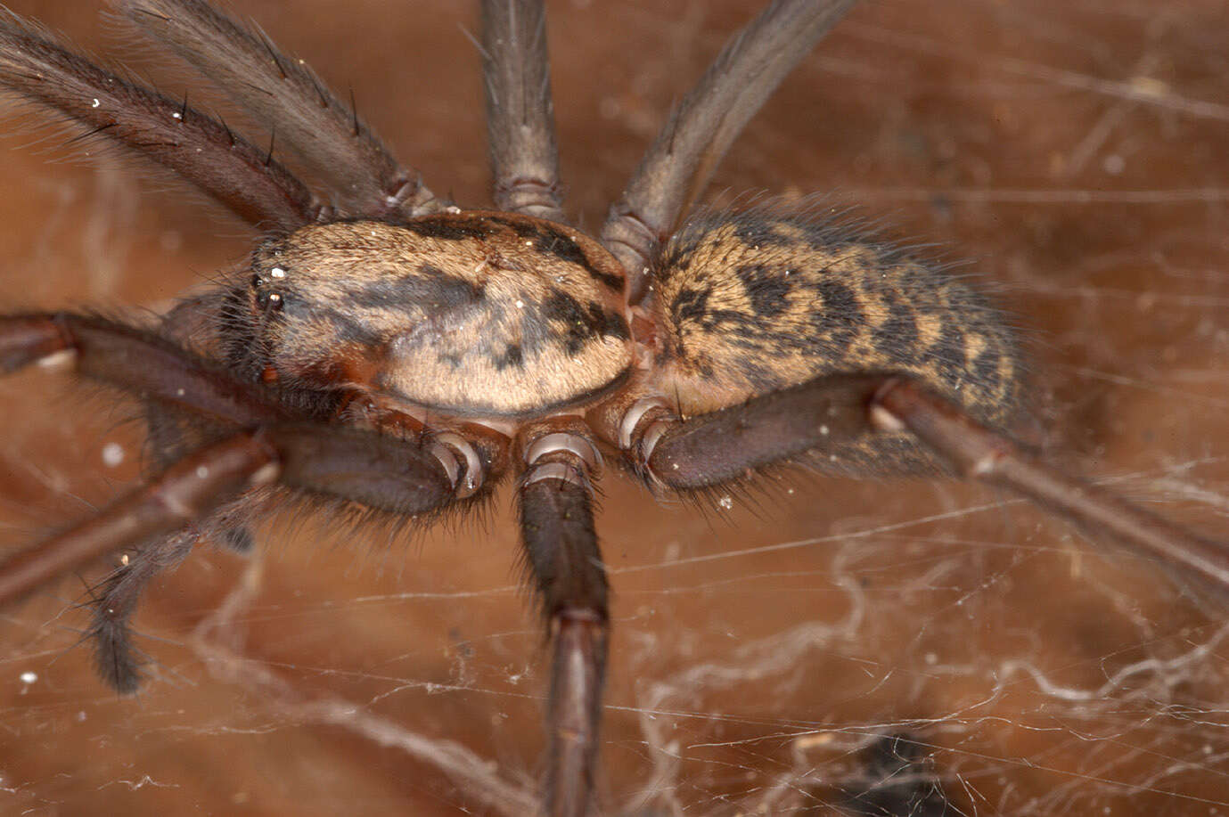 Image of Eratigena duellica (Simon 1875)