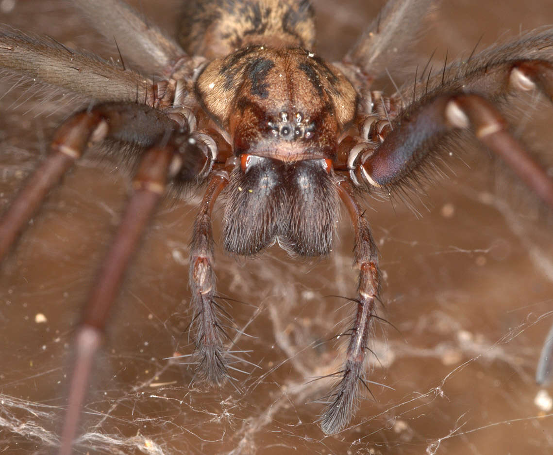 Image of Eratigena duellica (Simon 1875)