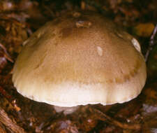 Image of soap tricholoma