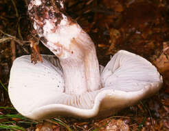 Image of soap tricholoma