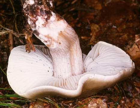 Image of soap tricholoma