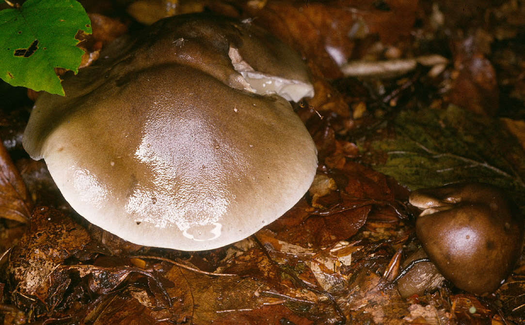 Image of soap tricholoma