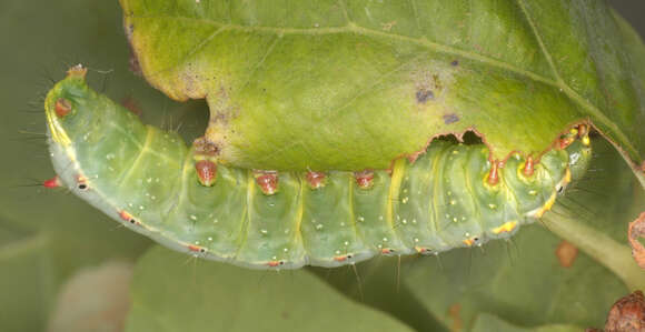 Image of Coxcomb Prominent