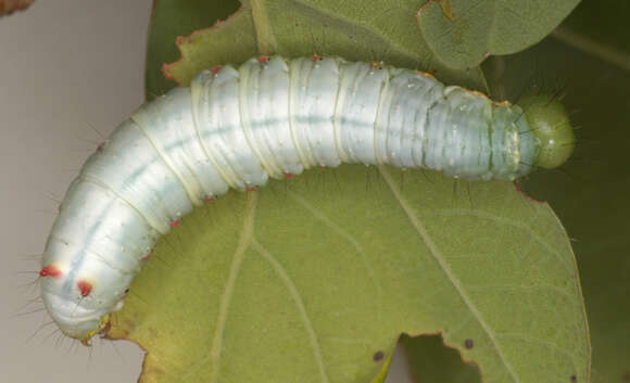 Image of Coxcomb Prominent