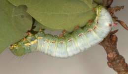 Image of Coxcomb Prominent