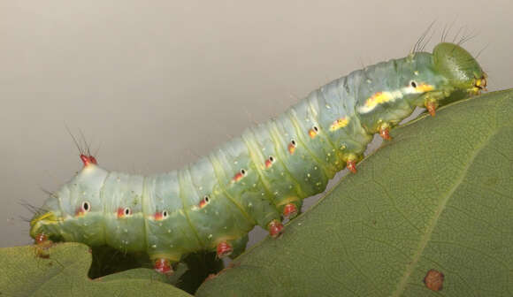 Image of Coxcomb Prominent