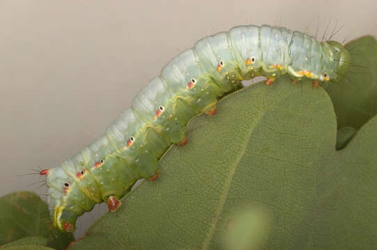 Image of Coxcomb Prominent