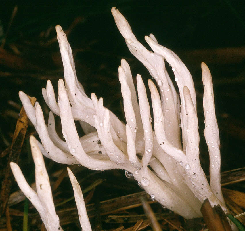 Image de Clavulina rugosa (Bull.) J. Schröt. 1888