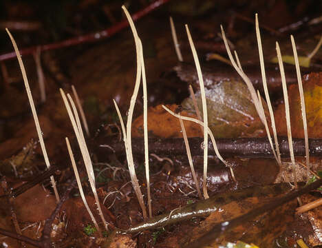 Image of Macrotyphula juncea (Alb. & Schwein.) Berthier 1974