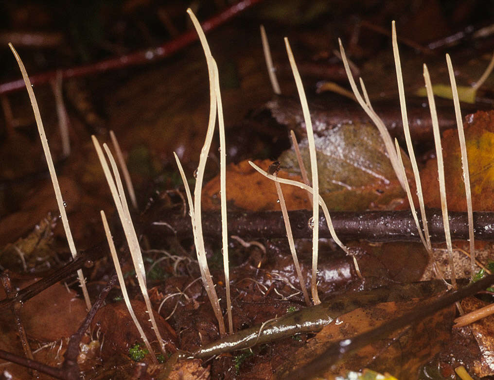 Macrotyphula juncea (Alb. & Schwein.) Berthier 1974 resmi