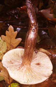 Imagem de Tricholoma fulvum (DC.) Bigeard & H. Guill. 1909