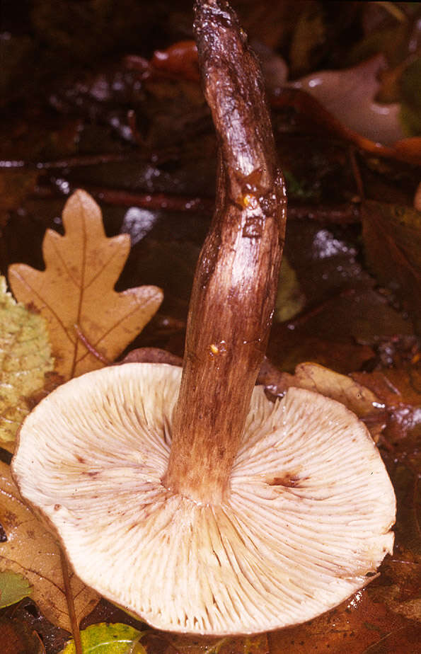 Image of Tricholoma fulvum (DC.) Bigeard & H. Guill. 1909