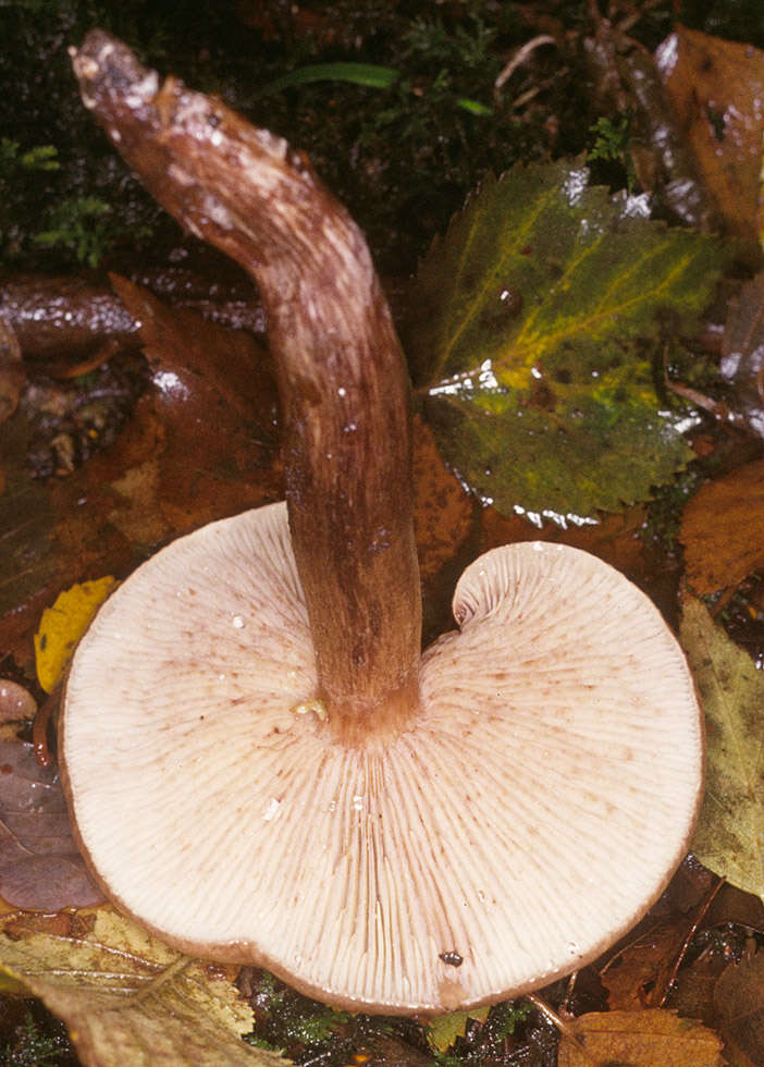 Imagem de Tricholoma fulvum (DC.) Bigeard & H. Guill. 1909