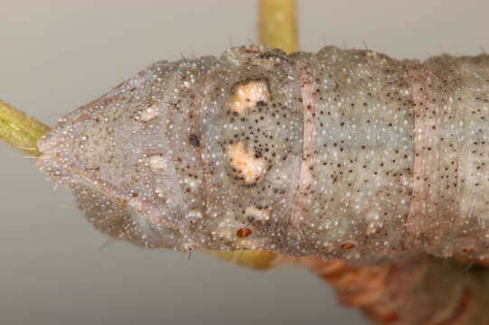 Image of peppered moth