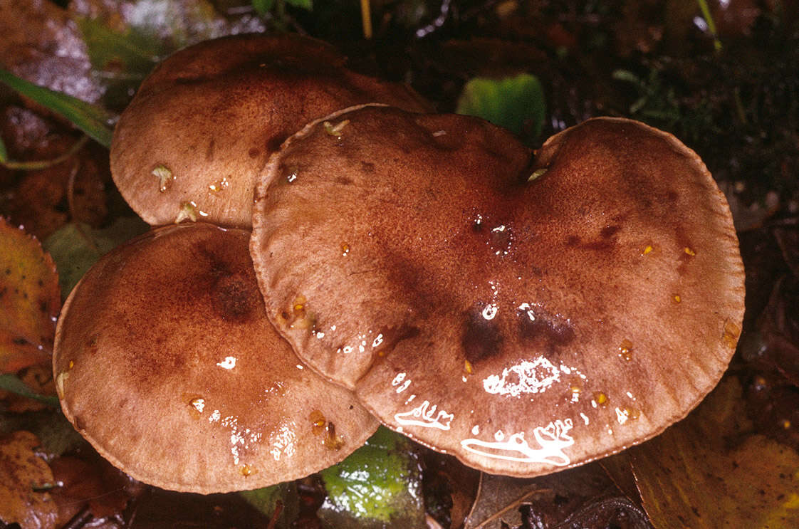 Imagem de Tricholoma fulvum (DC.) Bigeard & H. Guill. 1909