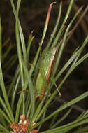 Image of Long-winged conehead