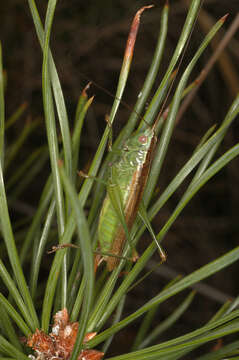 Image de Conocephalus (Anisoptera) fuscus (Fabricius 1793)