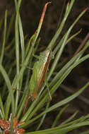 Image of Long-winged conehead