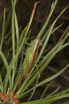 Image de Conocephalus (Anisoptera) fuscus (Fabricius 1793)