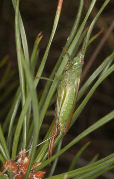 Слика од Conocephalus (Anisoptera) fuscus (Fabricius 1793)