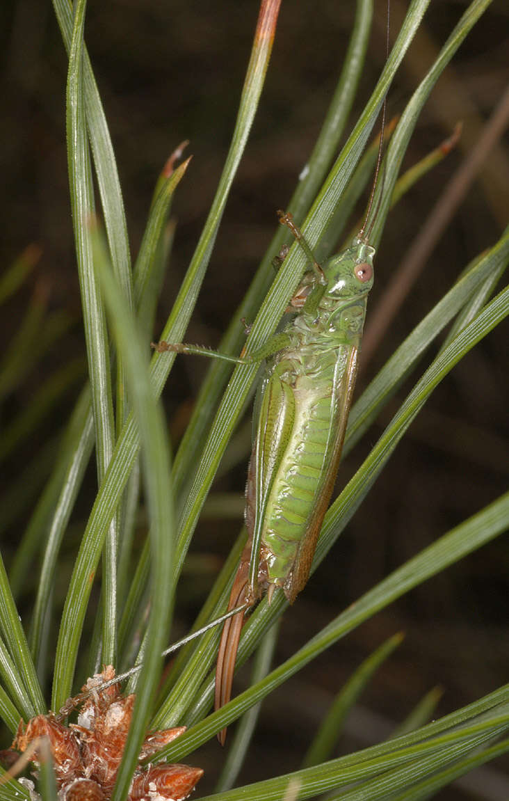 Image of Long-winged conehead