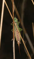 Image of Long-winged conehead