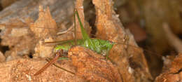 Image of Long-winged conehead