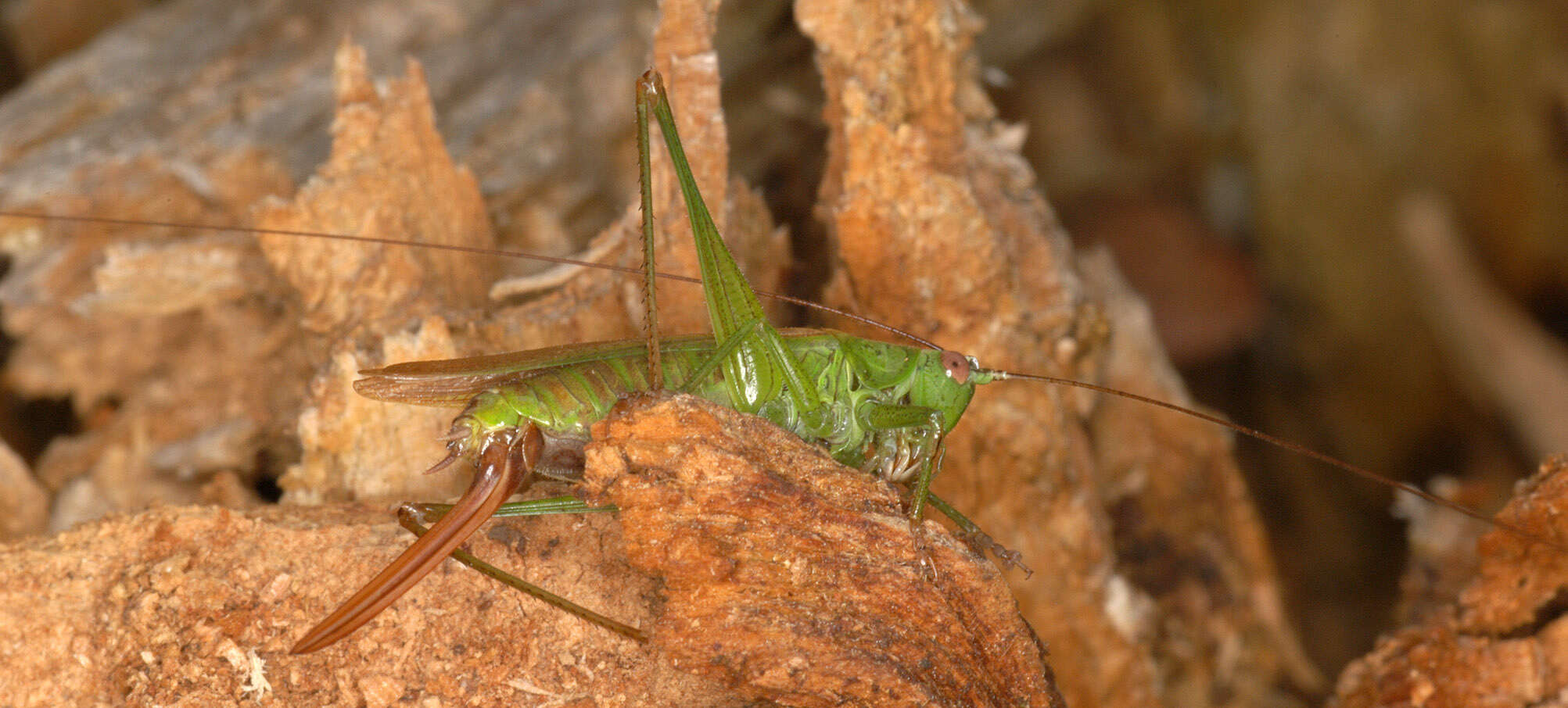 Image of Long-winged conehead