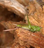 Image of Long-winged conehead