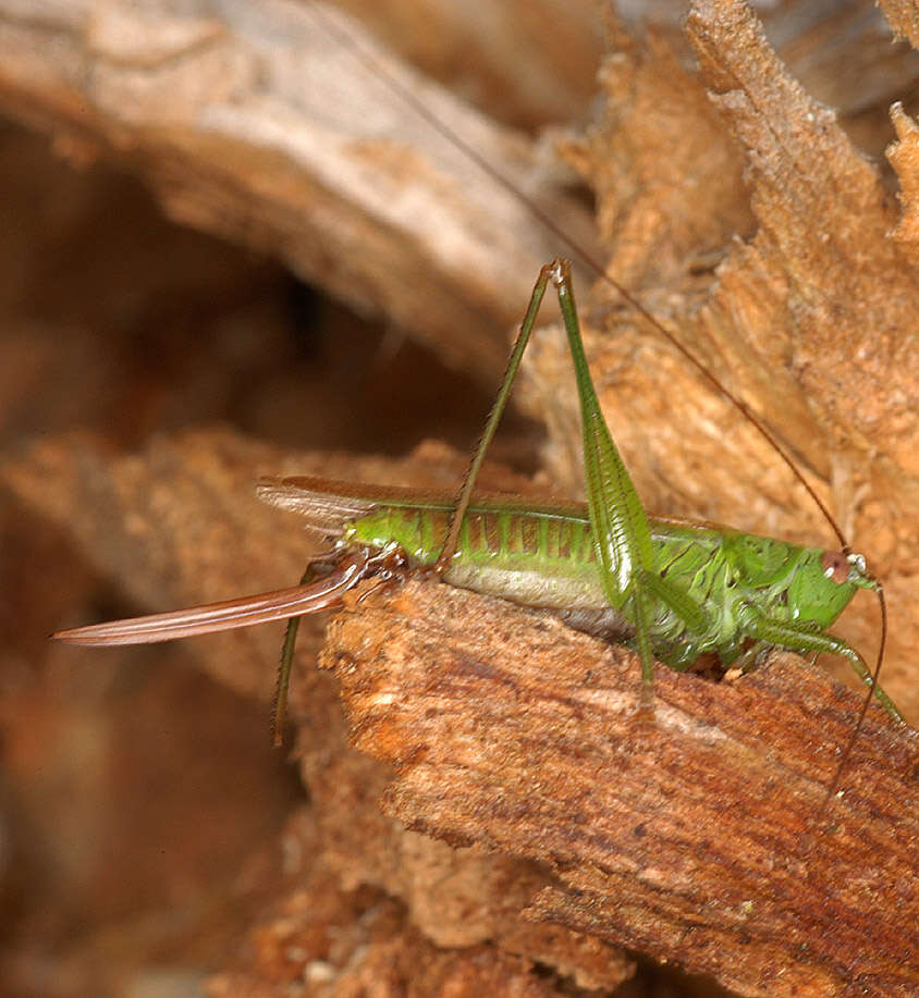 Слика од Conocephalus (Anisoptera) fuscus (Fabricius 1793)