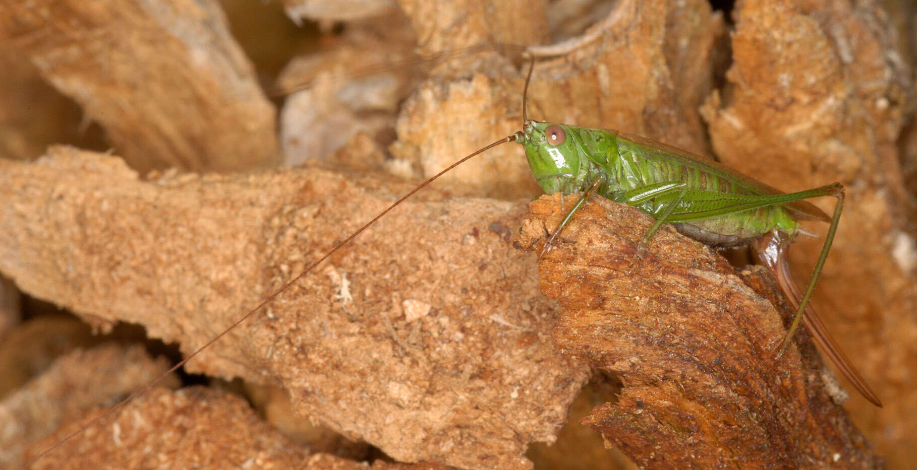 Слика од Conocephalus (Anisoptera) fuscus (Fabricius 1793)