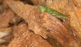 Image of Long-winged conehead