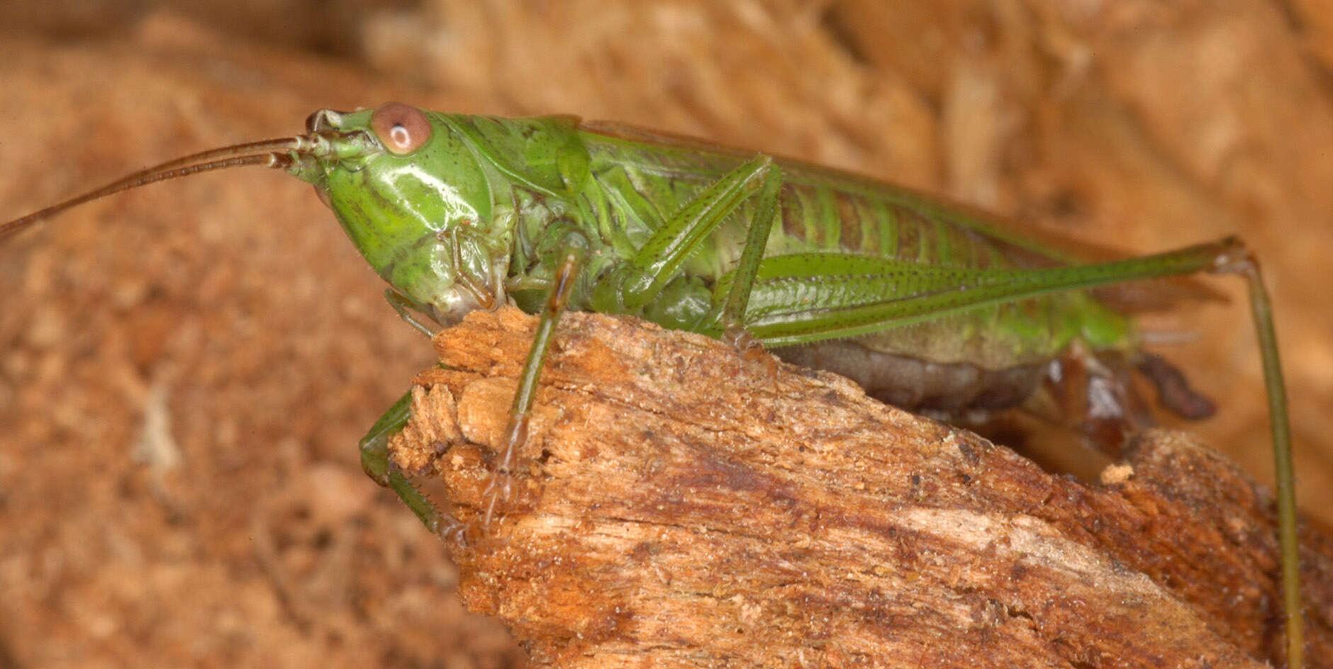 Слика од Conocephalus (Anisoptera) fuscus (Fabricius 1793)