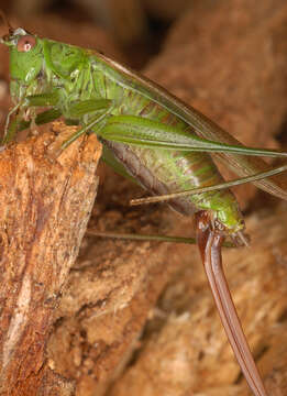 Image of Long-winged conehead