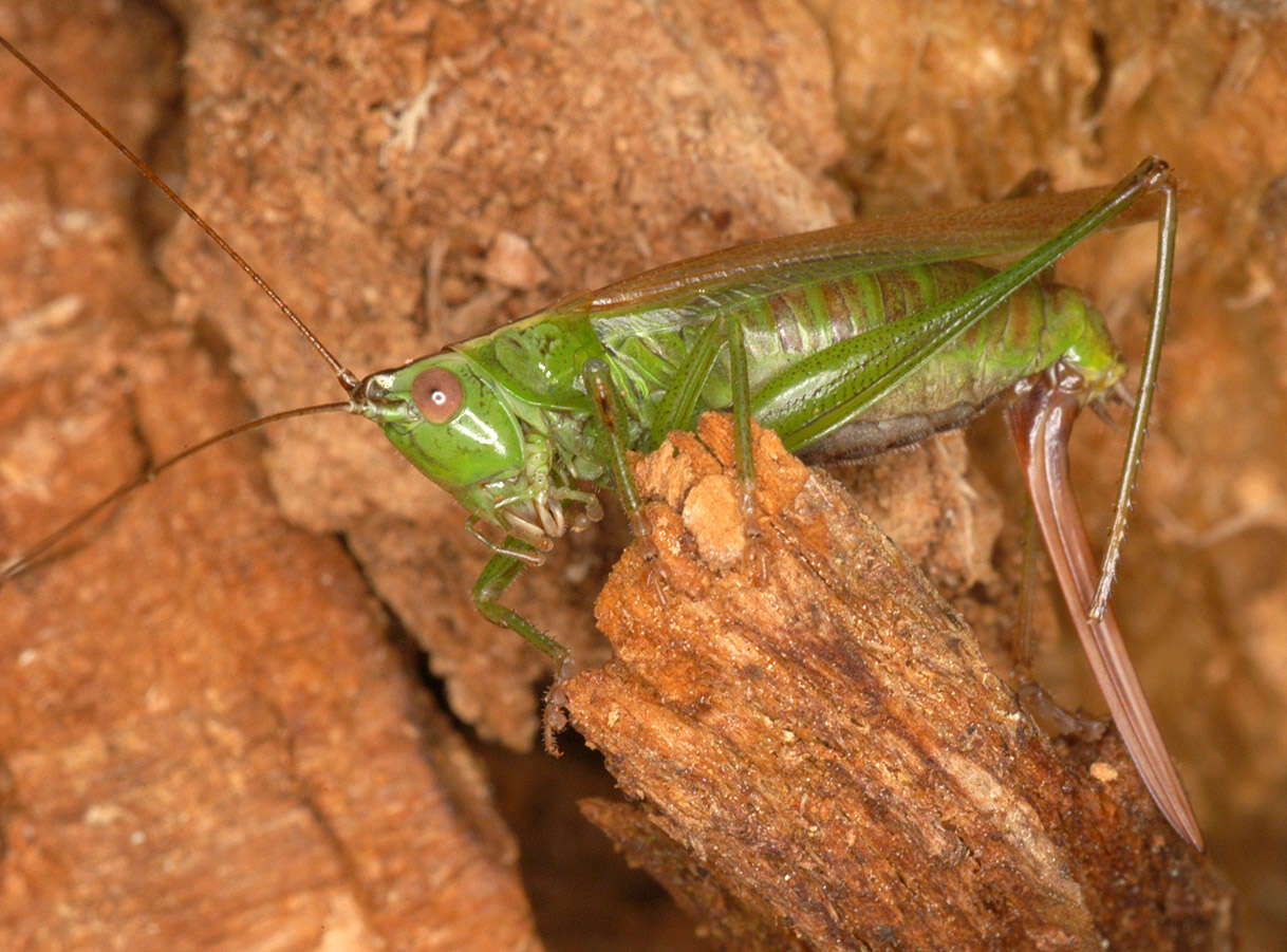 Image of Long-winged conehead