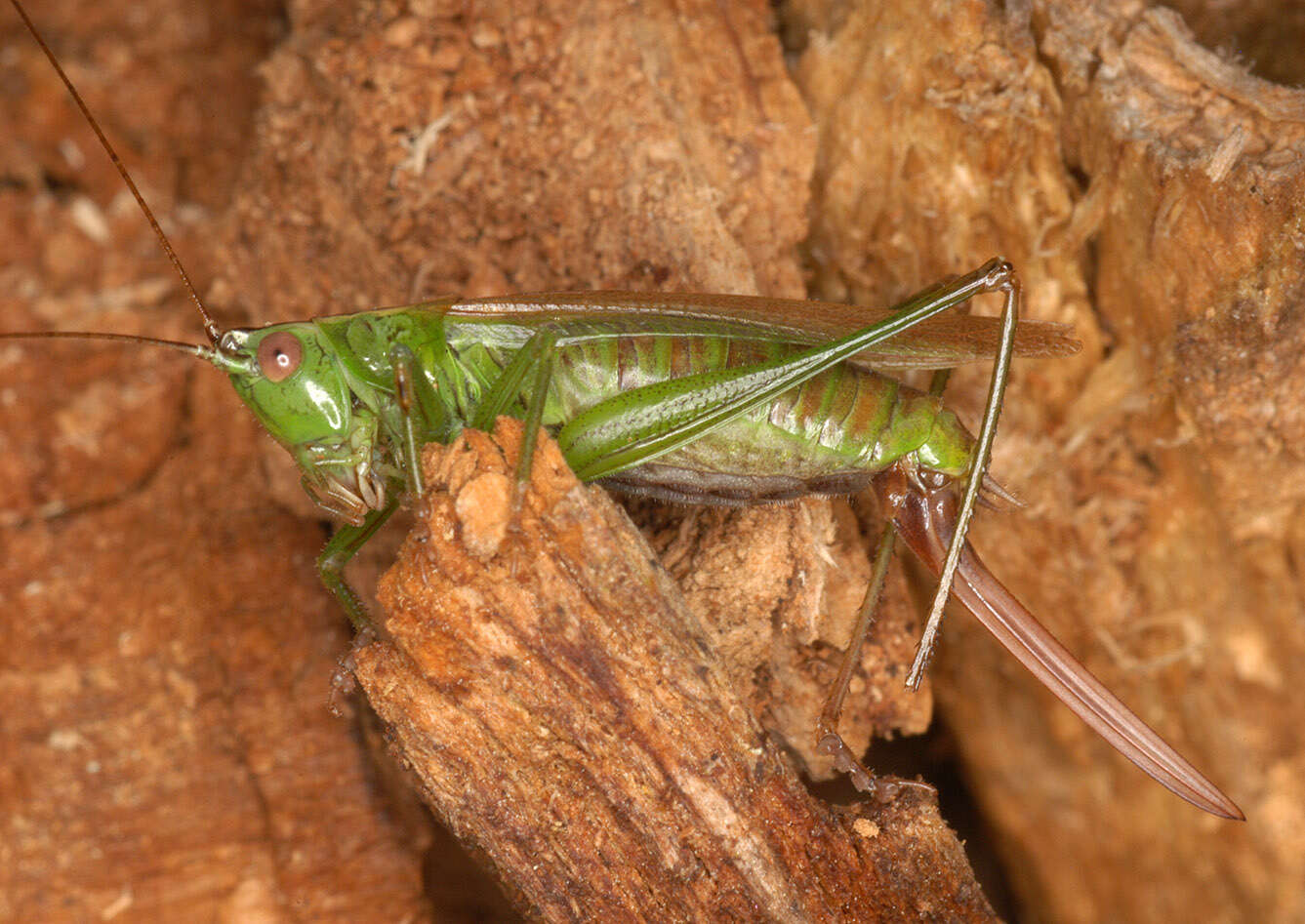 Image of Long-winged conehead