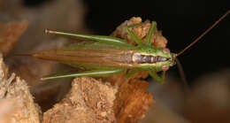 Image of Long-winged conehead