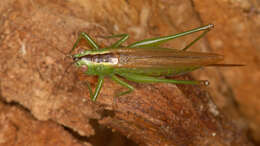 Image of Long-winged conehead