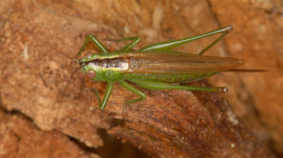 Image de Conocephalus (Anisoptera) fuscus (Fabricius 1793)