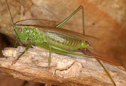 Image of Long-winged conehead