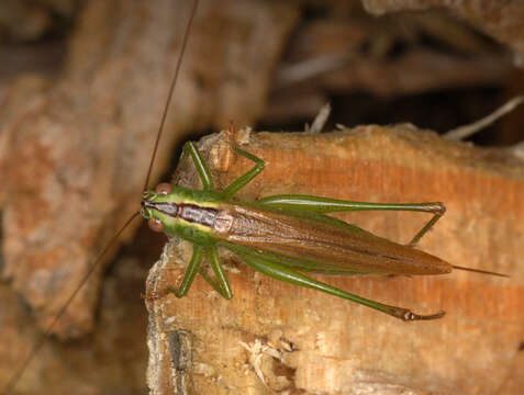 Image de Conocephalus (Anisoptera) fuscus (Fabricius 1793)