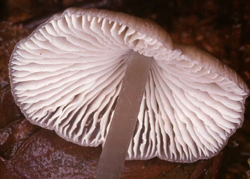 Image of Mycena polygramma (Bull.) Gray 1821